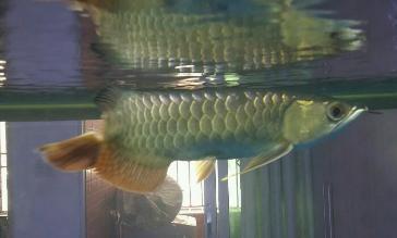 龙鱼断尾沉头的解决方法,龙鱼缩鳍掉尾