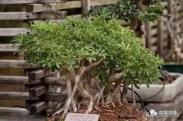 天生好养的36种盆景植物,什么植物盆景适合屋内养