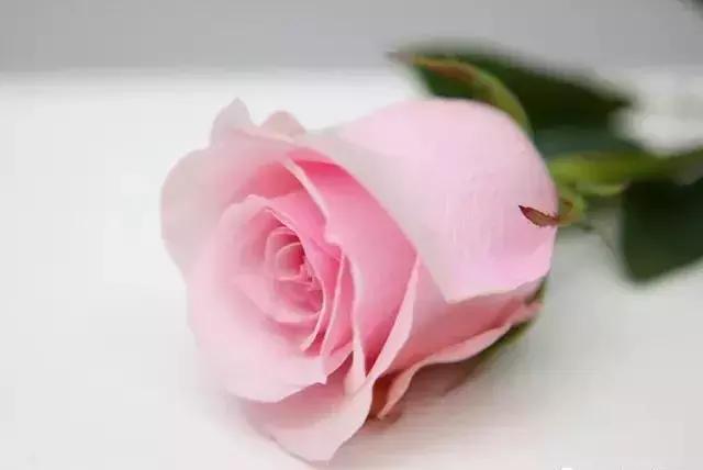 100种玫瑰的名字和图片,100种玫瑰品种科普你都认识吗