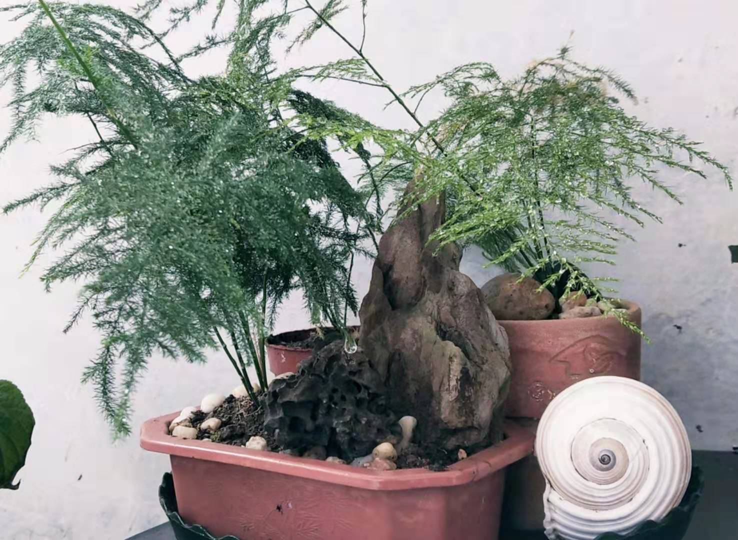 文竹应该怎么养才不会黄叶,文竹养多长时间可以施肥