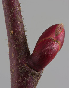 椴树和椴叶树,欧洲大叶椴树果实