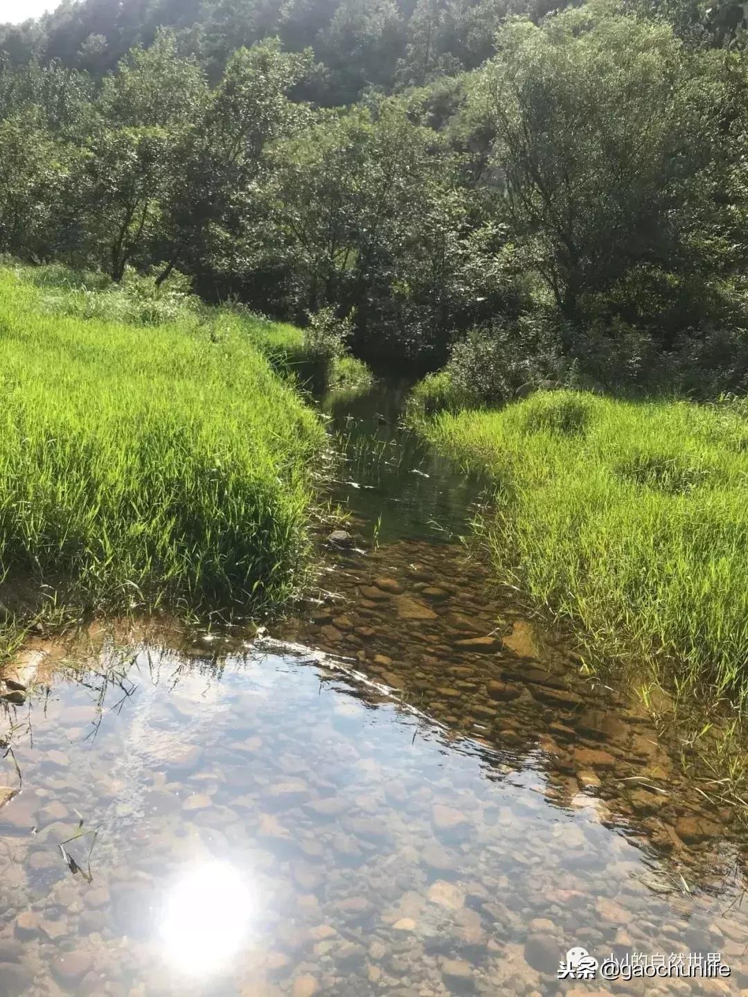 大草龟和小草龟谁好养,变异草龟和草龟的区别