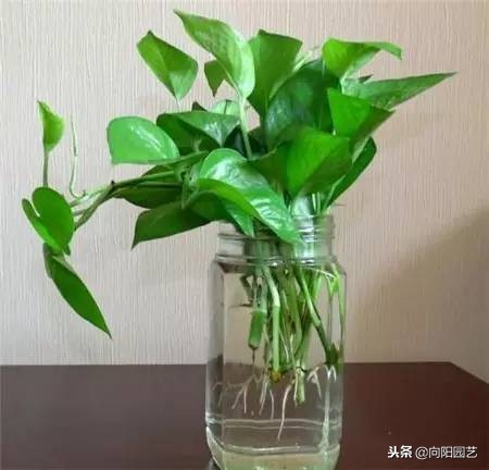 水培植物发臭的解决方法,水培植物根部腐烂怎么补救
