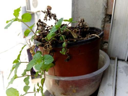 薄荷枯萎能自愈吗,薄荷移盆后枯萎怎么救活