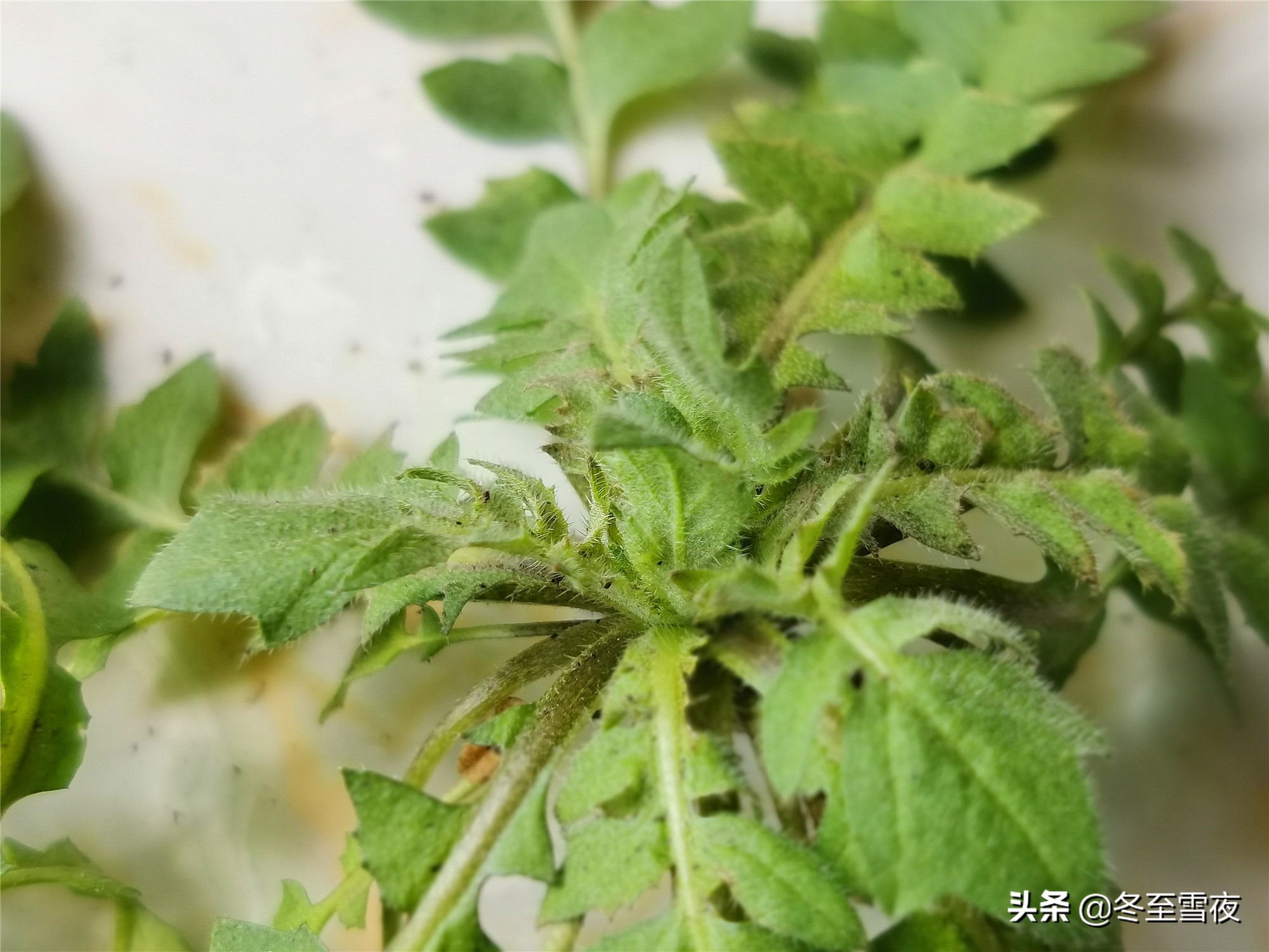 荠菜和蒿子怎么分辨,荠菜和芥菜怎么区分