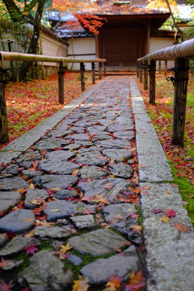 京都赏枫2022,京都赏枫必去景点有哪些好玩的