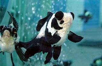 饲养观赏鱼药品有哪些,观赏鱼用的东西