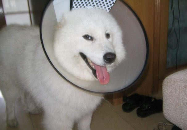 狗严重便秘拉不出屎怎么办,狗便秘最快的解决方法