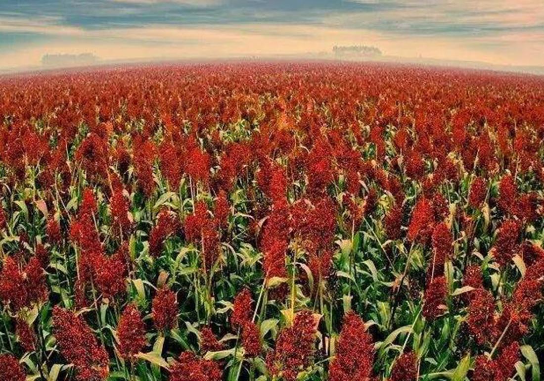 高粱的种植施肥,高粱种植技术和播种方法