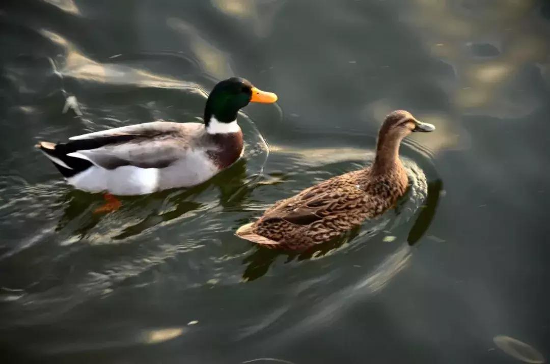 北京小众湿地公园免费,北京周边湿地公园