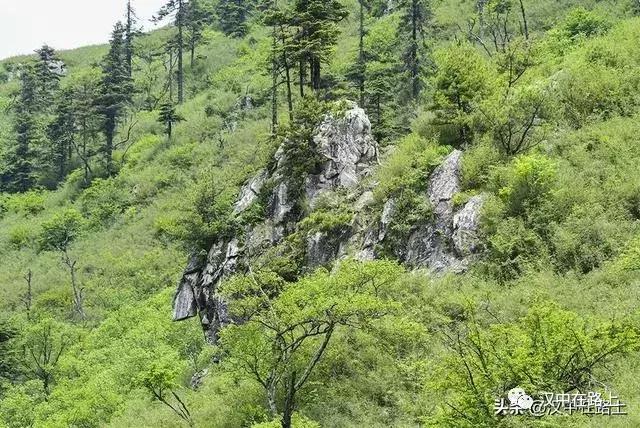探秘汉中,汉中一村子窜入野生羚牛