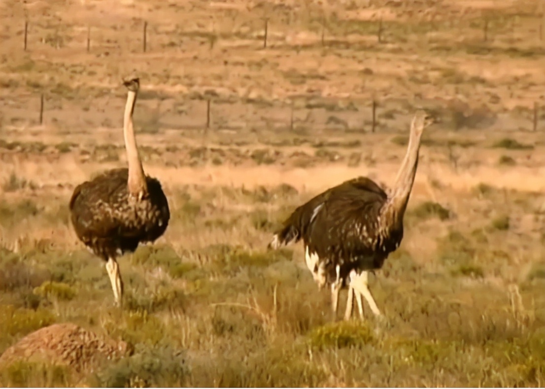 科学家把两头老虎运到非洲，这样的入侵，狮子还能保住地位吗？