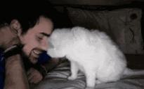 狗狗和狗狗会聊天吗,如何向猫咪表达爱意