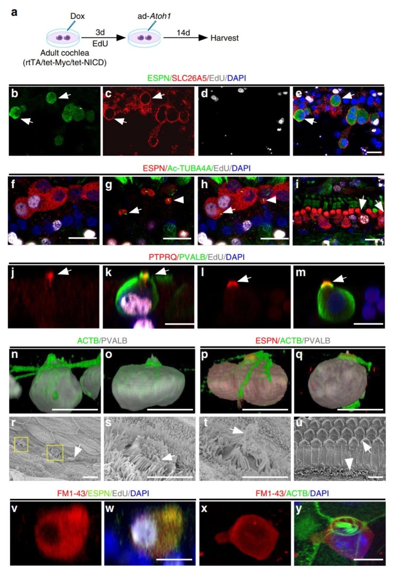 上海市治耳失聪最权威的医院,复旦耳鼻喉科先天性失聪