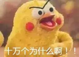 养仓第1步:如何挑选一只健康的仓鼠