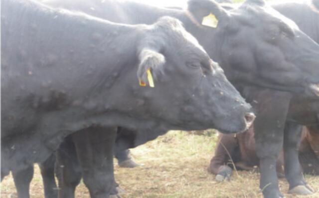 牛结节性皮肤病的流行与诊断,牛结节病防控工作面临的主要问题