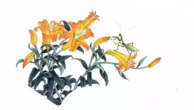 工笔百合花朵设色步骤,工笔重彩油画百合