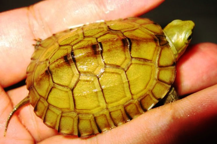 龟怎么养发色好,养蛋龟如何发色最好养活