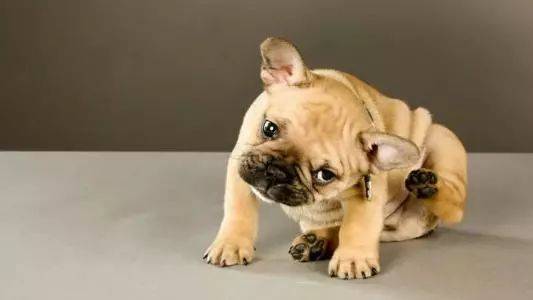 狗狗这些奇葩行为的含义,狗狗的奇怪举动正常5个表现