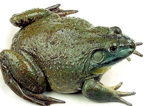 牛蛙养殖需要什么要求,牛蛙养殖全程用药吗