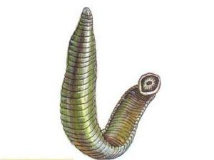 日本医蛭和菲牛蛭临床对比,菲牛蛭与日本医蛭区别