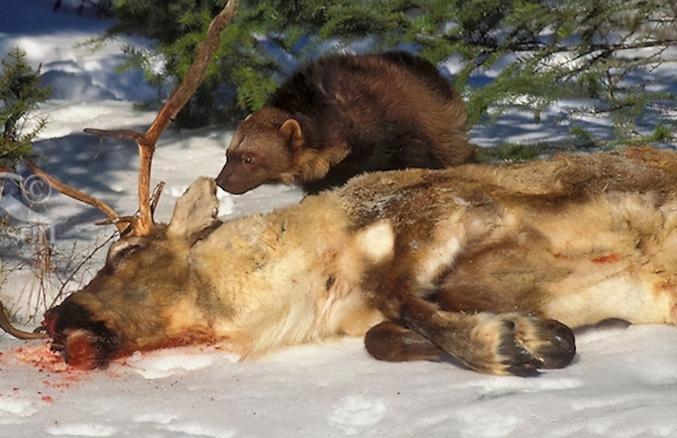 自然界中的金刚狼，北方荒野的象征，令其他动物畏惧的狼獾
