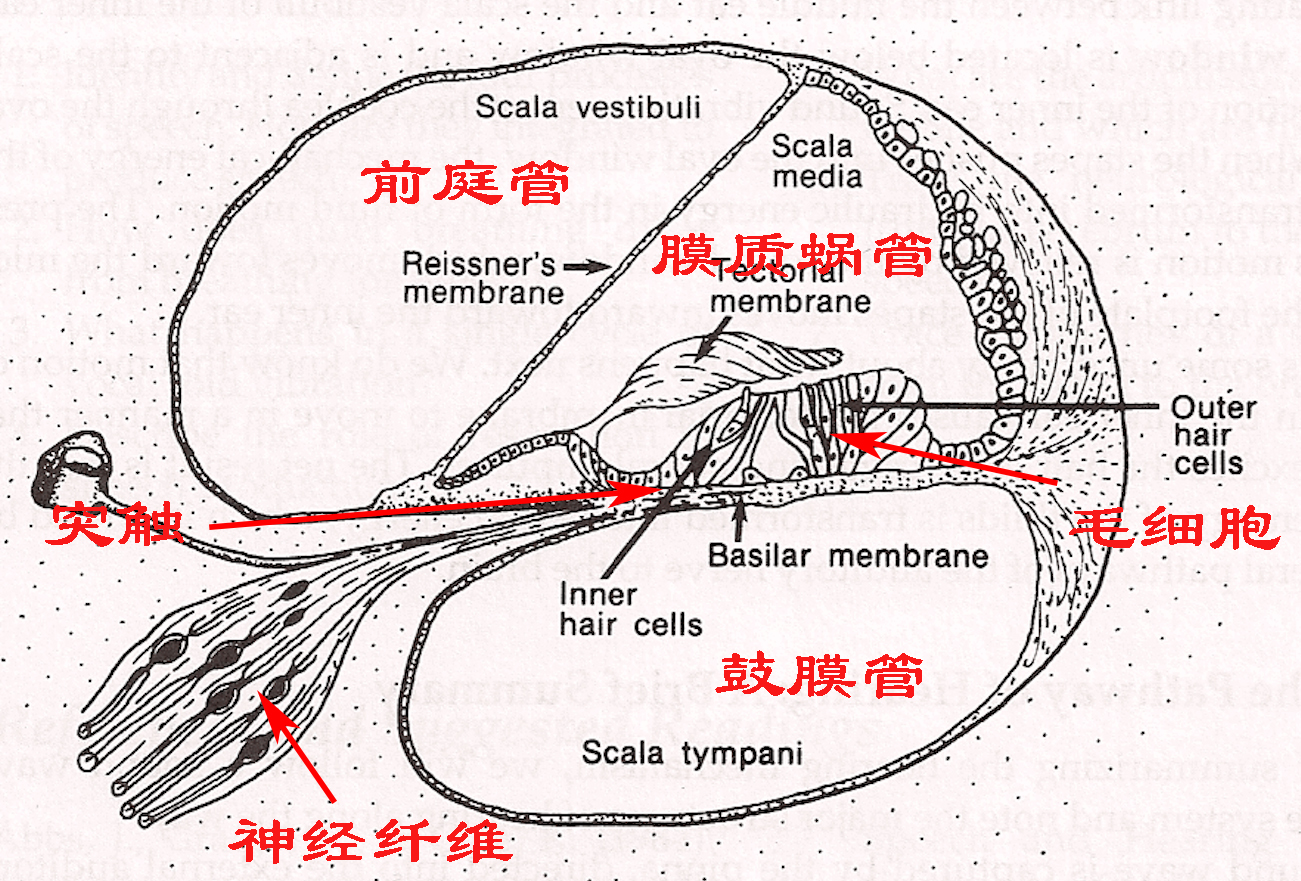 为什么录音听自己的声音很奇怪 (为什么听录音会很讨厌自己的声音)