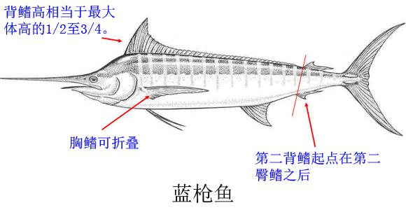海洋中的剑鱼和旗鱼,海洋中速度最快的剑鱼