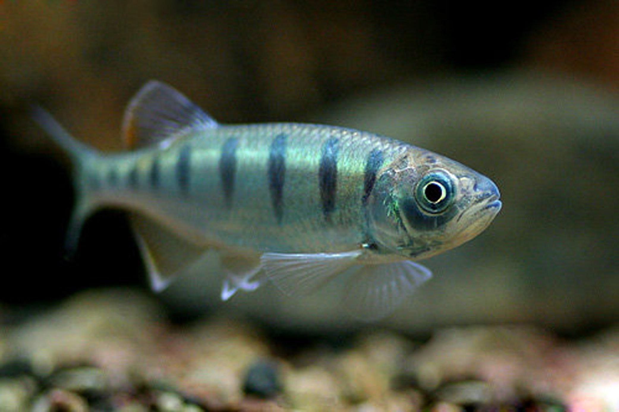 中国原生观赏鱼大全,不错的观赏鱼有哪些种类