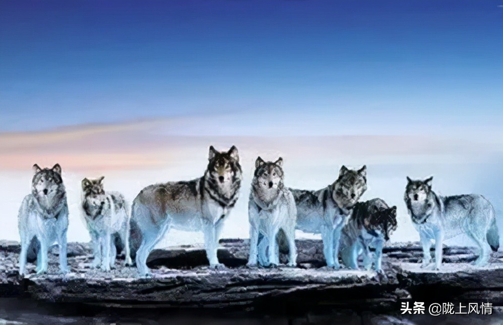 民国时期的狼灾事件,甘肃狼群事件