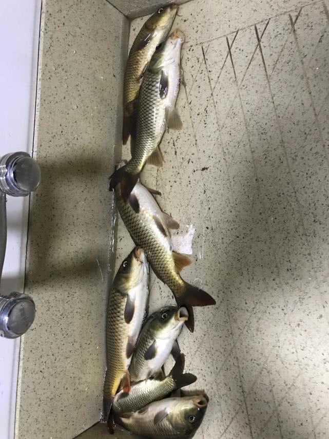 矶竿滑漂自动找底,矶竿滑漂用什么线