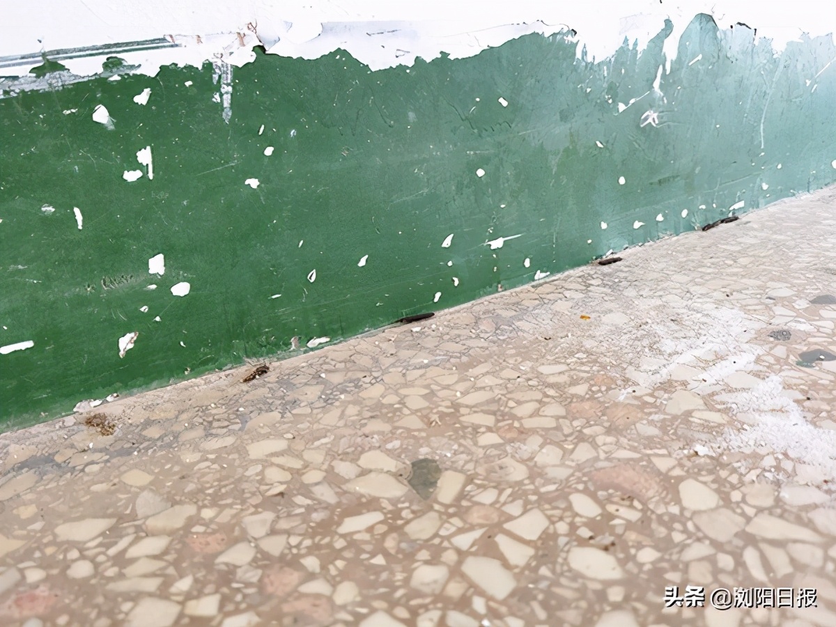 白蚁群大战天牛和蝎子,天牛白蚁螳螂蟑螂蚜虫都是害虫吗