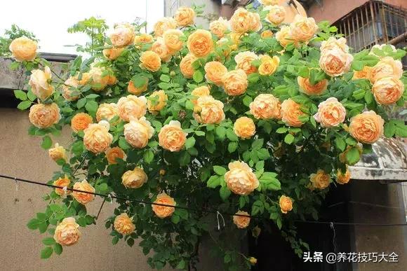 这十种爬藤花一开就是三年,3种极品爬藤花30天爬满庭院农村
