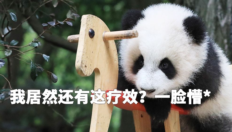 外国为什么喜欢熊猫,你不知道外国人有多喜欢中国美食