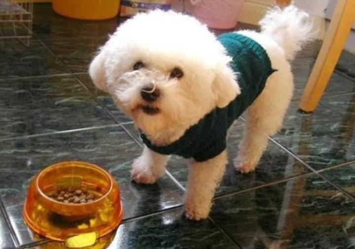 泰迪狗不吃不喝没精神怎么办,泰迪不排便怎么办