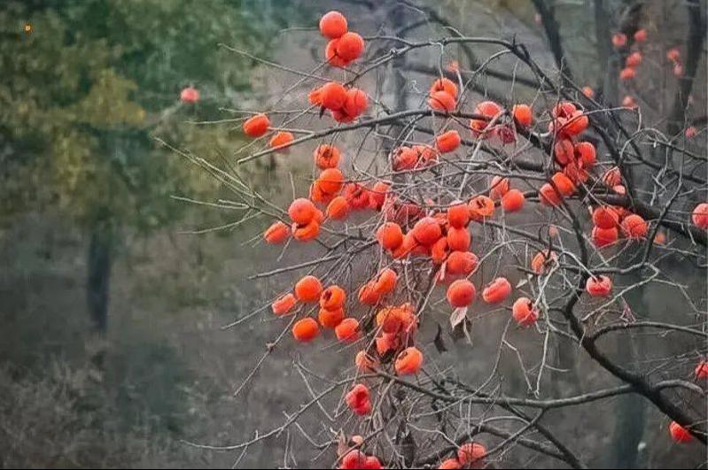 保定市涞水县石亭镇满金峪村,满金峪柿子沟