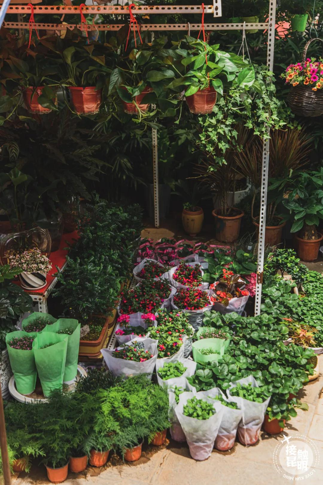 逛逛园博花鸟市场,园博花鸟市场攻略
