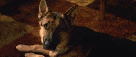 纯种狗怎么来的,怎样培育纯种狗