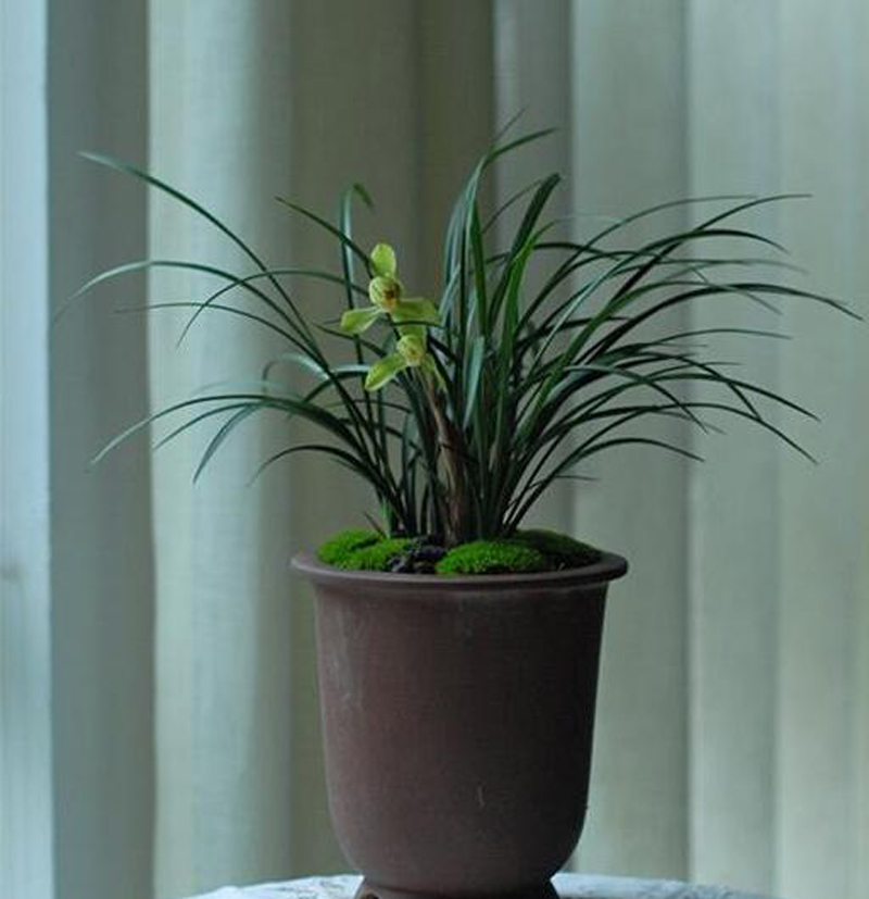 尿素浇兰花的正确方法视频,尿素浇兰花的最佳方法