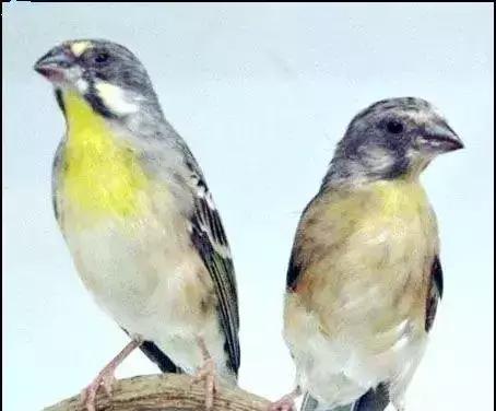 金青和韩立,金青的繁育