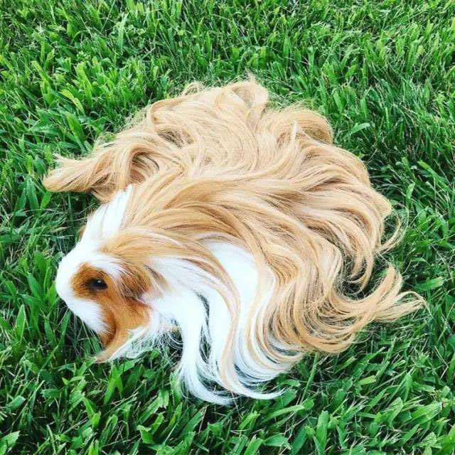 听说过仓鼠，那你见过长毛鼠吗？网友：长得太有气质了