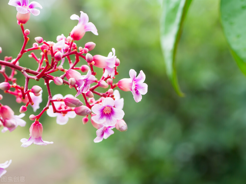 杨桃致命风险,杨桃不能与什么水果同吃