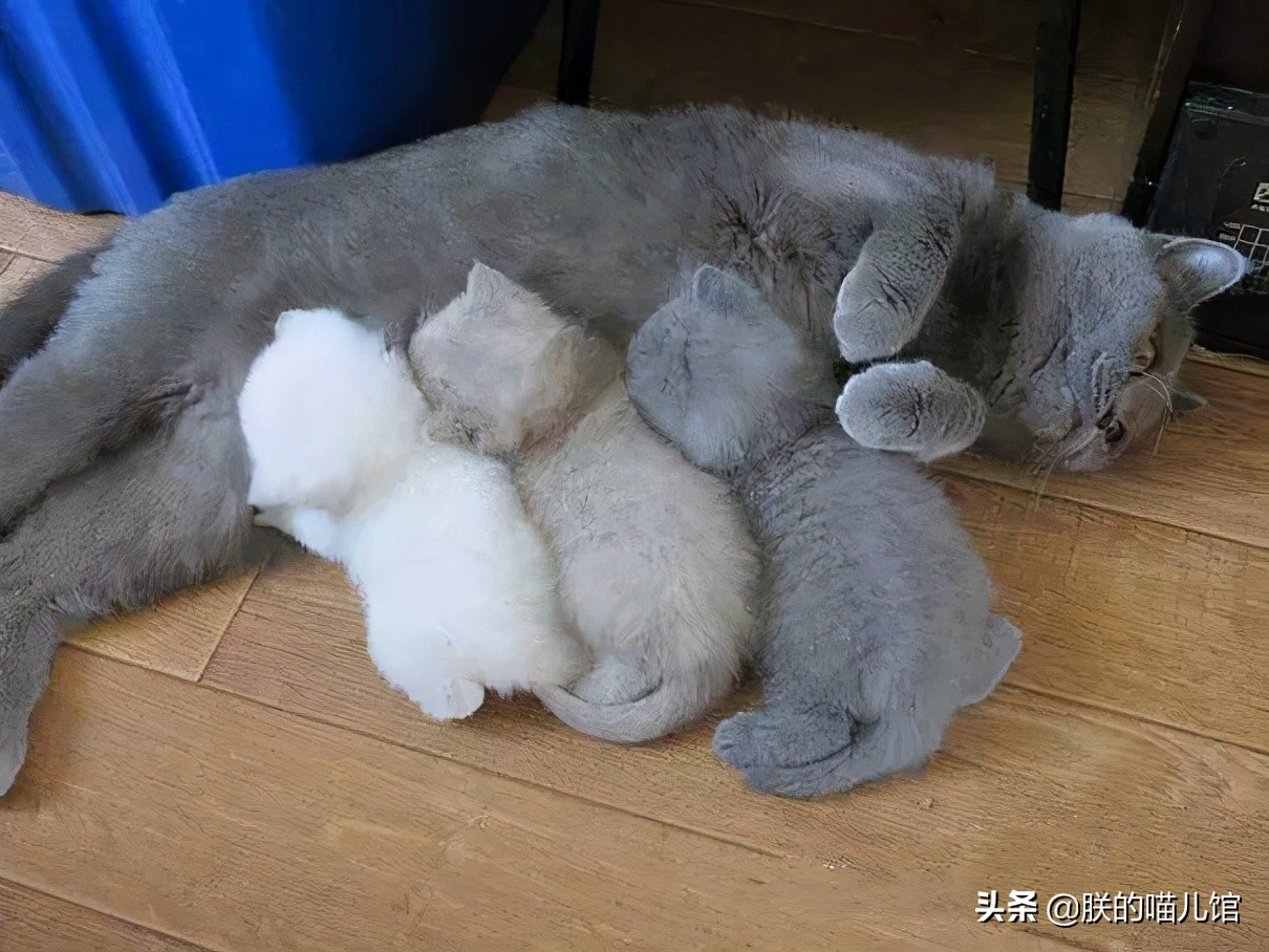 舒化牛奶猫可以喝吗,人喝的牛奶猫能喝吗