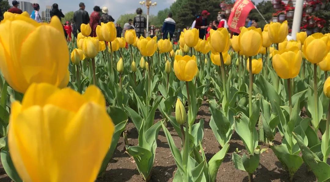 60多种100万株的郁金香花海,50万株樱花