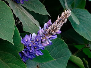 葛根野生中草药图谱大全,葛根野生图片