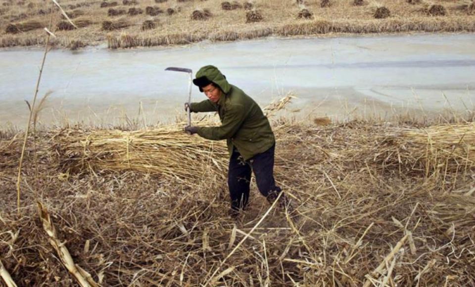 民国刀客们到盘锦割苇子，如果没有备齐“三件套”，基本没法干活