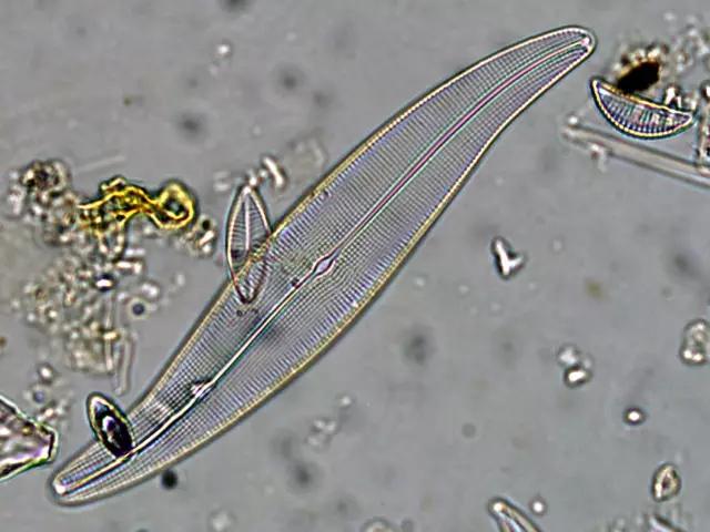 鱼类水产养殖需要哪些藻类,水产养殖显微镜下各种藻类