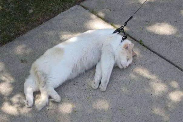 辟谣不能养猫,辟谣猫狗