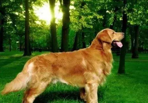 怎样才能解决金毛的体臭,金毛身上很臭怎么去除