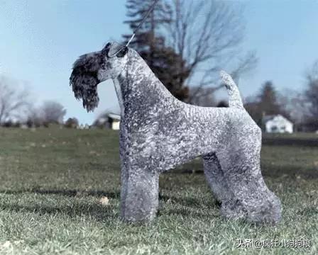 土狗的优势,土狗的三个基本行为